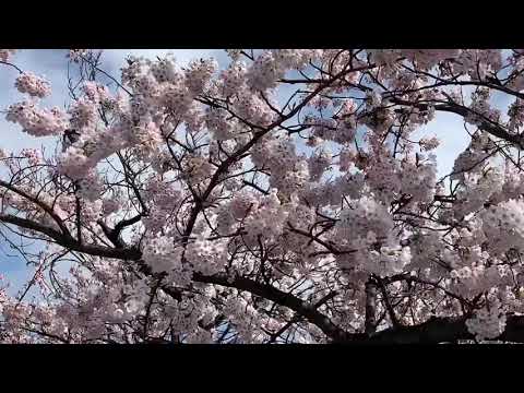 【Flute & Piano】さくらのうた／福田洋介