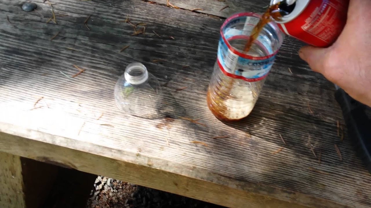 Yellow jacket trap YouTube