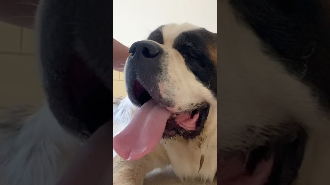 بحب اكل انا هم هم 