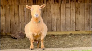 20 Pregnant goat mamas!