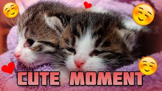 FUNNY AND CUTE CATS | MOMENTS #2