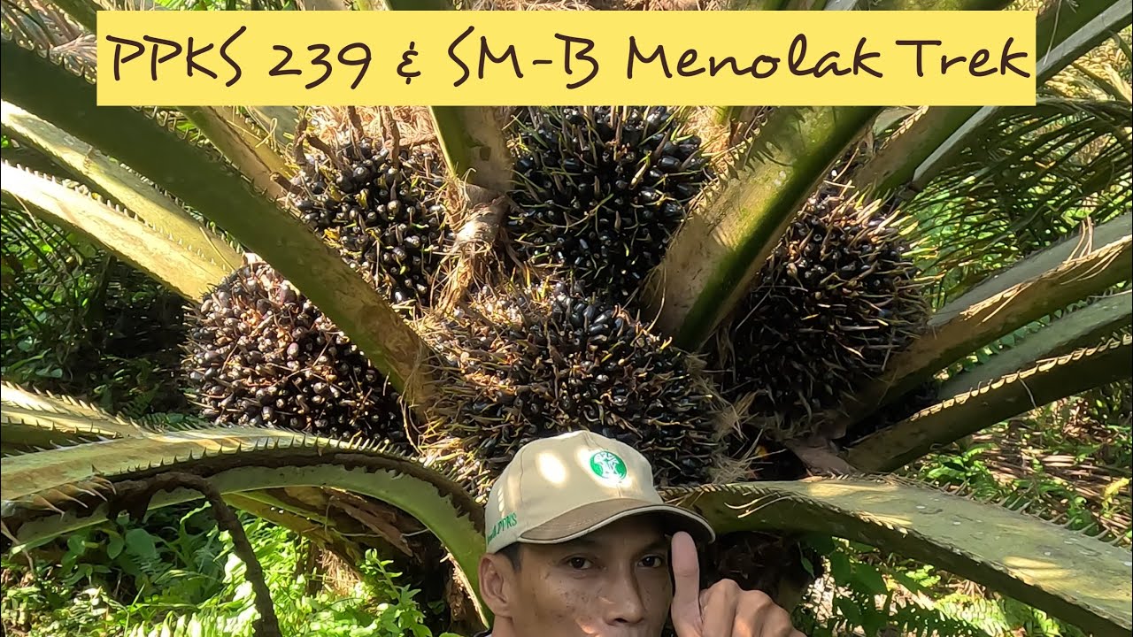 PPKS 239 & SMB Menolak Trek || 2.7 ton/2,3 Ha/2 Minggu Umur 6 thn