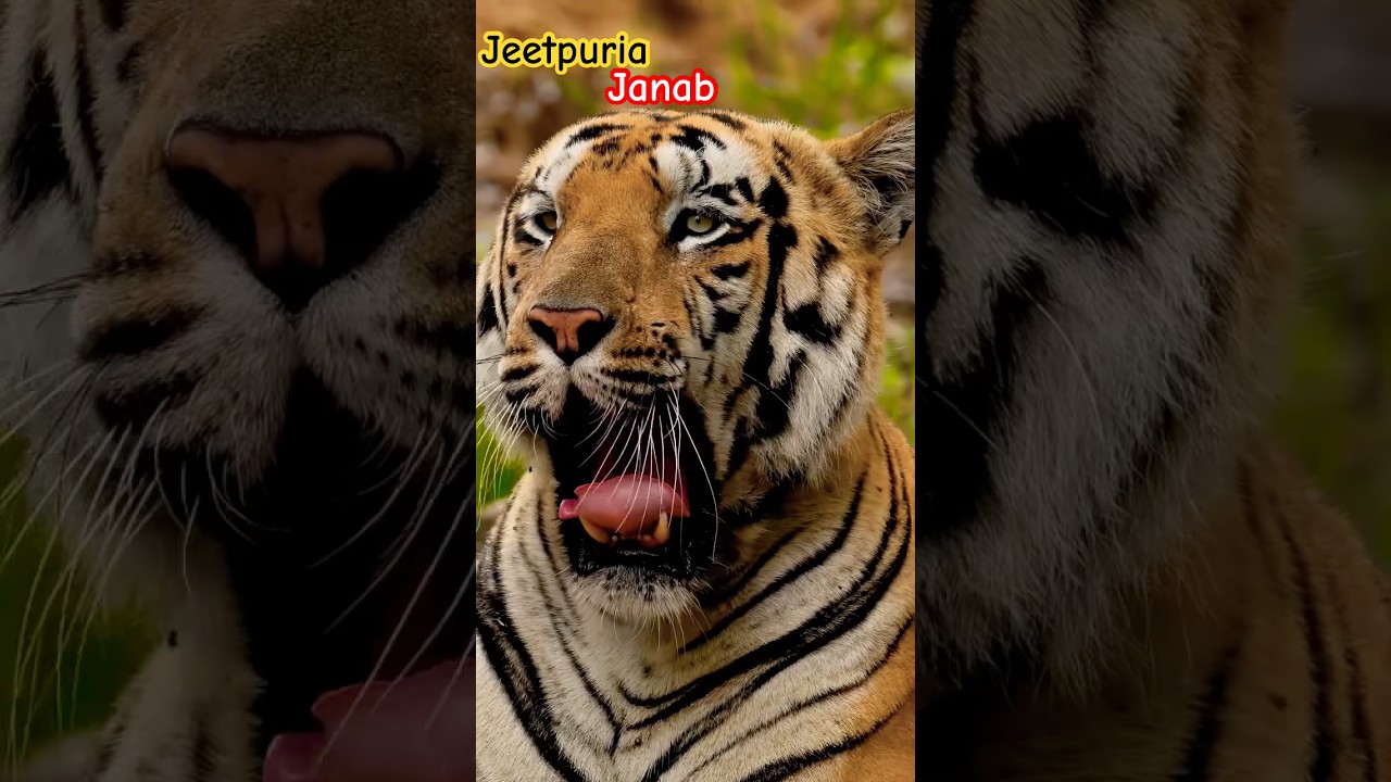 Tiger 🐅 #wildlife #animallife #animals #tiger #lion #nature #youtubeshorts #leopard #cat #foryou