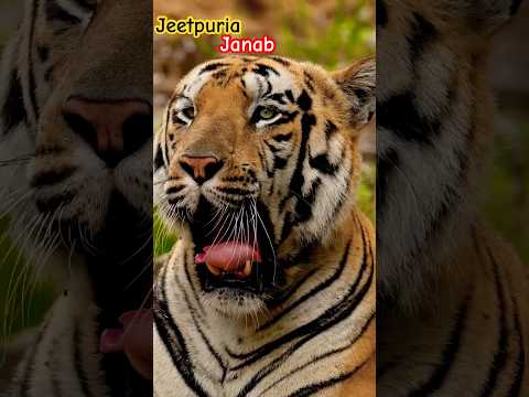 Tiger 🐅 #wildlife #animallife #animals #tiger #lion #nature #youtubeshorts #leopard #cat #foryou