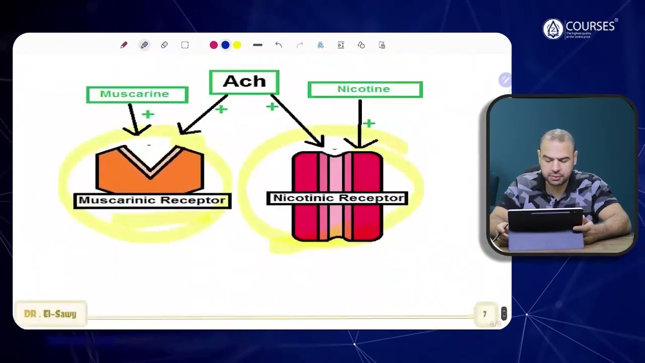 Physiology - Lecture (11) - Revision