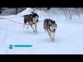 Dog Sledding | Assignment Maine