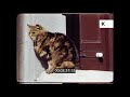 1950s 1960s St Ives Cornwall Local Village Cats 16mm