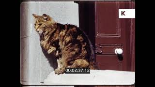 1950s, 1960s St Ives, Cornwall, Local Village Cats, 16mm