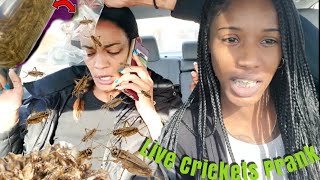 My Girlfriend Was So Scared....insect Prank