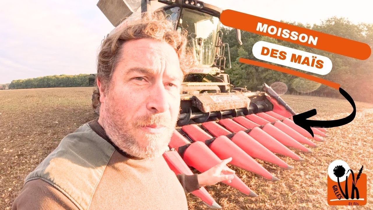 Moisson des maïs 2025 : j'ai cassé la moissonneuse !
