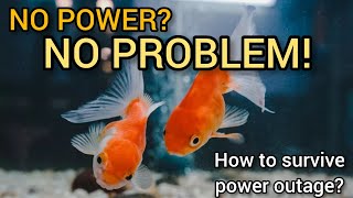 THREE EASY WAYS | How to keep your fish alive during the power outage