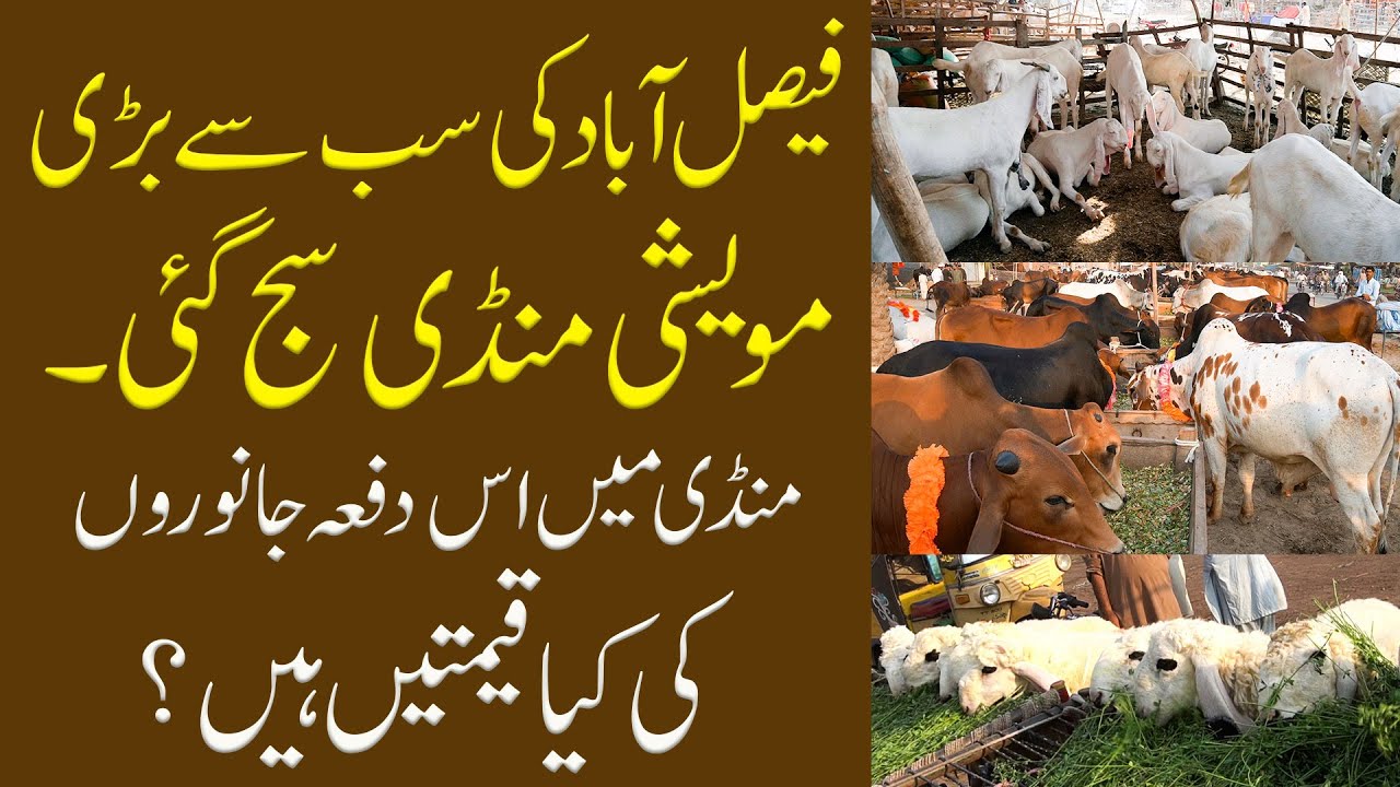 Faisalabad Biggest Bakra Mandi 2023 | Bakra EID | FsdTV41