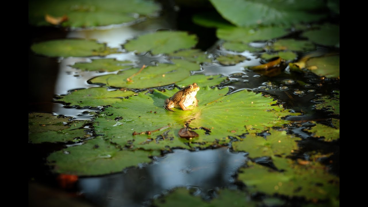 Frog Fishing Tips to Help You Catch More Bass on Frogs YouTube