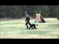 Jocko (Portuguese water dog) Boot Camp Level I. Dog Training Video Jocko (Portuguese water dog) Boot Camp Level I. Dog Training Video