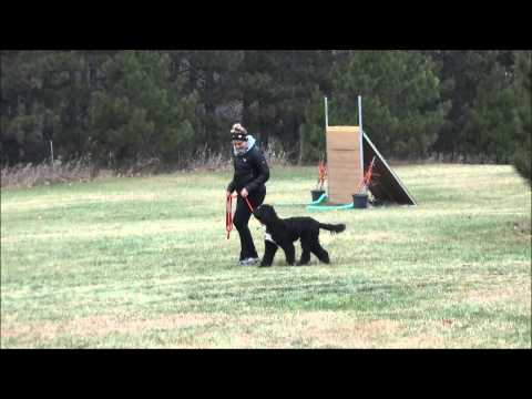 jocko-(portuguese-water-dog)-boot-camp-level-i.-dog-training-video