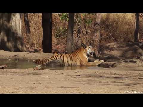 Collarwali Tigress With 3 Cubs Pench M P