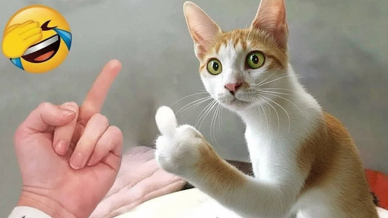 До смерти смешно 😹 Лучшие смешные собаки и кошки 🤣 Часть 7