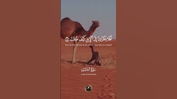سورة الغاشیه _ Surah Al-Ghashiyyah