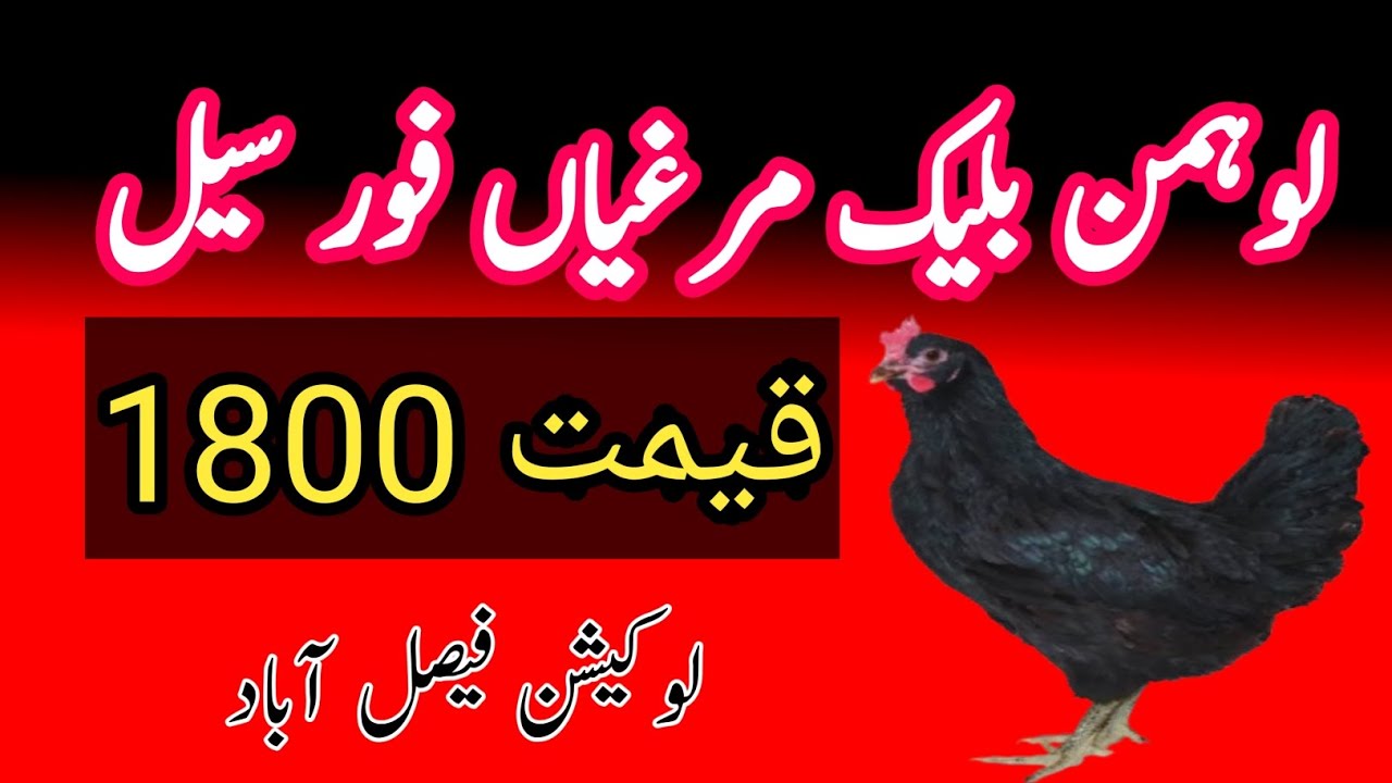 Lohmann black hens for sale | 03216652965