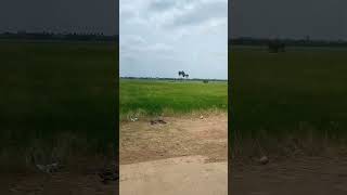 Pantachelo Palakanki Navvindi