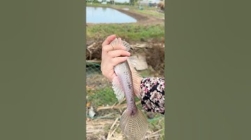 Trải nghiệm câu cá Bống Cát bằng phao mút và ăn dừa nước kiểu miền tây phần 2 | Út Miền Tây