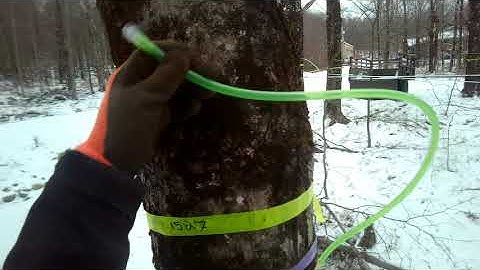 POV Maple Tapping A