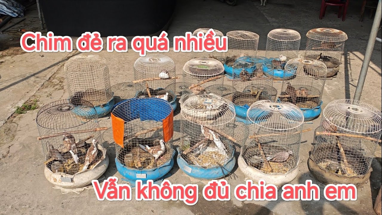 Chim cu gáy sinh sản | Giá mềm | Không đủ để chia anh em.