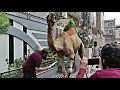 Amazing Camel Qurbani | Ab Camel Bhaag Nahi Sakta | Camel Qurbani 2022 | Hafiz Info Hub |