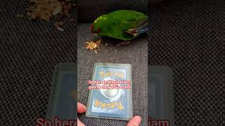 my custom card. his name is mirai. #pokemon #customcard #parrot #cards