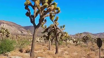 23 | USA 4K Video Free Stock Footage | Joshua Tree Park Timelapse | No copyright | Royalty Free
