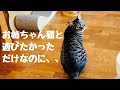 お姉さん猫の遊びを邪魔しちゃった子猫
