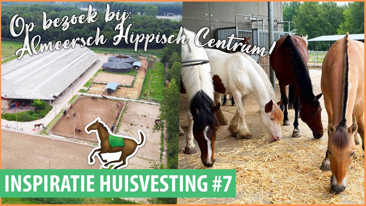 MANEGE PAARDEN IN HIT ACTIEF STAL | felinehoi INSPIRATIE HUISVESTING #7