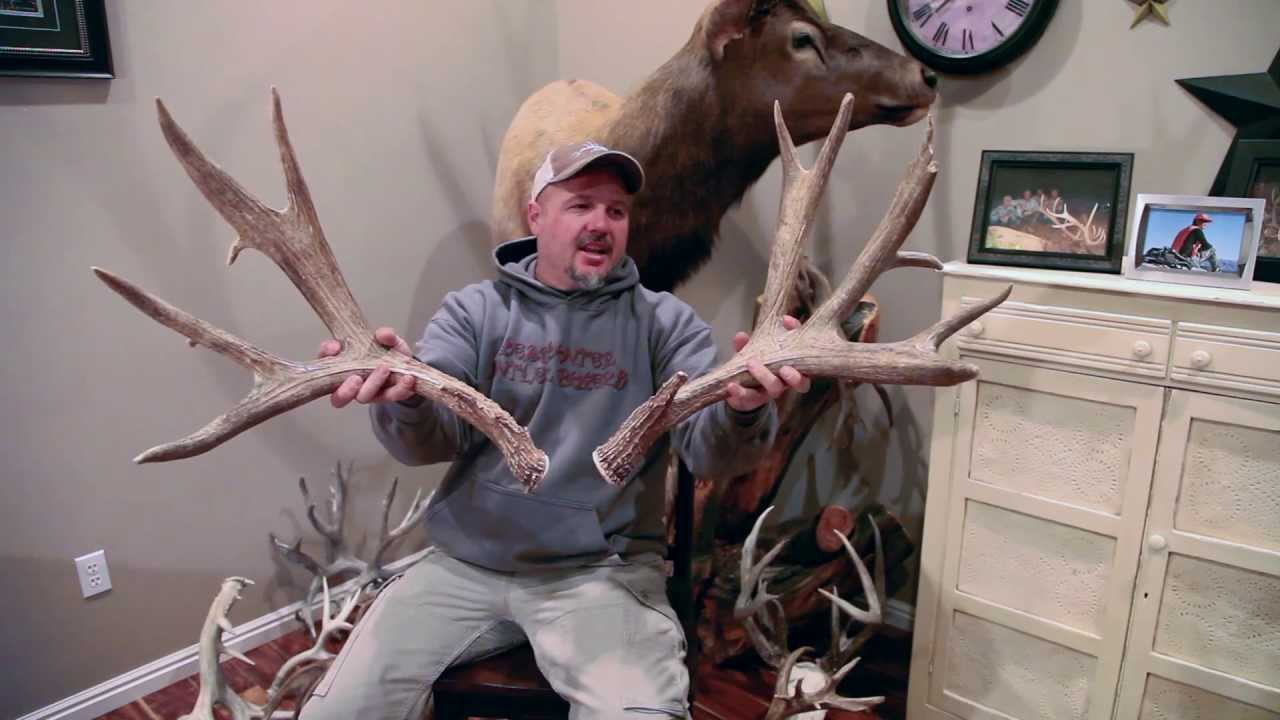 huge mule deer sheds with 16 scoreable points - youtube