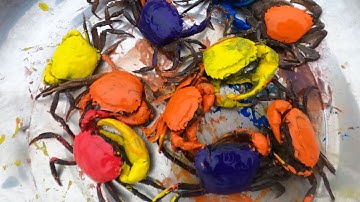 Thảo Cady đi soi đêm bắt các con vật sống dưới nước, con cua, con ếch đồng, con cá.