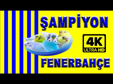 Şampiyon Fenerbahçe'nin Mucizevi Muhabbet Kuşu: 1 Haftada Konuşmaya Başladı!