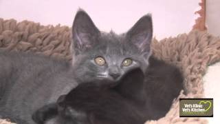 Cats Protection by Vet's Klinic 814 views 8 years ago 2 minutes, 48 seconds