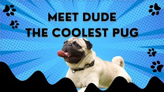 Life Through the Eyes of Dude the Pug! | Cute Pug Videos