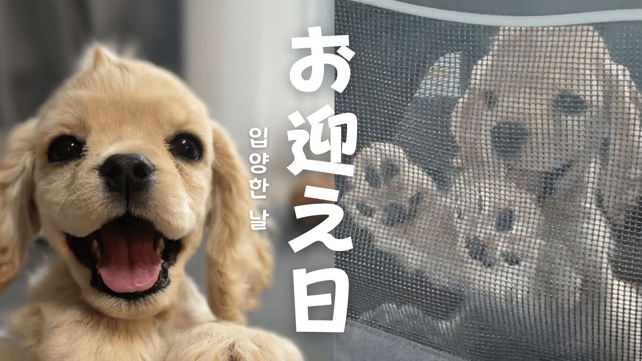 アメリカンコッカースパニエルの子犬をお迎えしました！