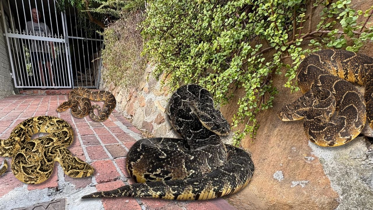 Catching 4 Deadly Snakes!