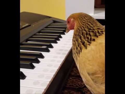 Piyano Çalan Tavuk - The chicken is playing the piano