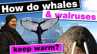 Keeping warm underwater: how do marine animals keep warm 🐋🦦🐳🦈🦭