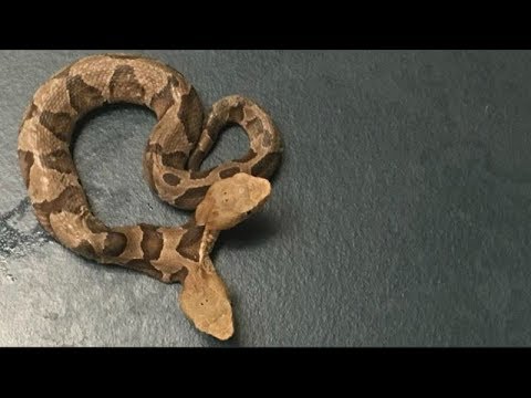 double-headed snake found in Virginia garden. two-headed snake