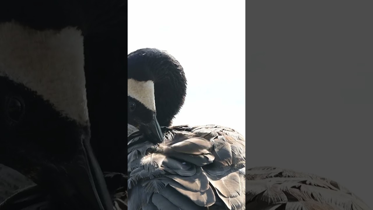 Nikon 800mm 6.3 VR S Video Demo | Service Photo 