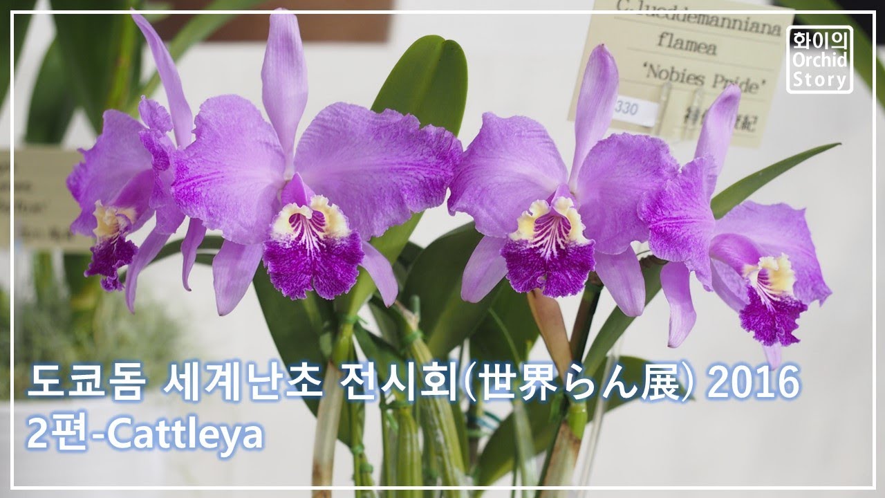 [일본세계난초전시회] 카틀레야(cattleya)속 입상작 世界らん展(Japan Grand Prix International Orchid Festival 2016)