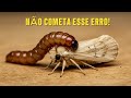 O QUE FAZER NESSAS HORAS COM TENÉBRIO ??