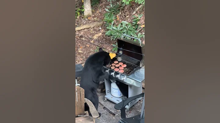 Bear Grills - Hungry Bear Opens BBQ 🐻
