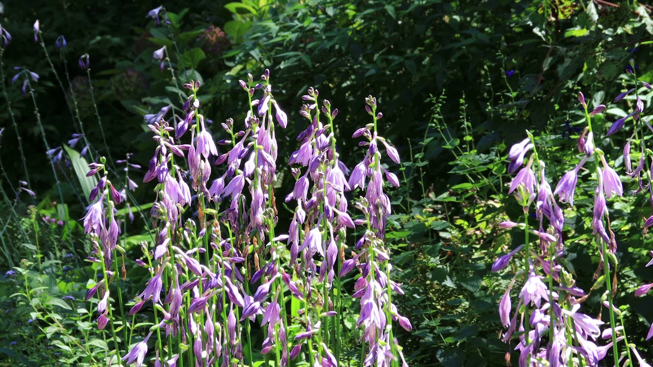 Microdacism On your Freedom Quotient YouTube