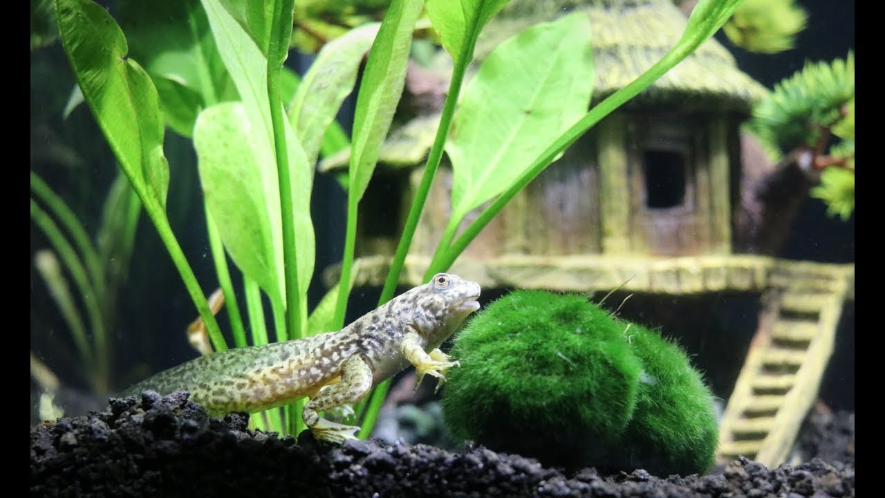 Feeding Our Pet Bass FROGS and GOLDFISH! (Shocking Results) YouTube