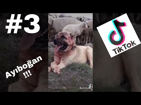 Tik Tok En Efsane Köpek Videoları#3#(Ayıboğan)