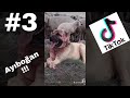 Tik Tok En Efsane Köpek Videoları#3#(Ayıboğan)